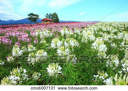 Flower field in the countryside, Hokkaido View Large Photo Image Stock Image - Flower field in the countryside, Hokkaido. Fotosearch