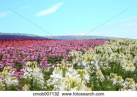 Stock Image - Flower field in the countryside, Hokkaido. Fotosearch