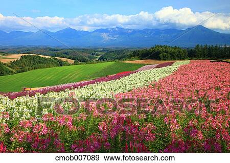 Flower field in the countryside, Hokkaido View Large Photo Image Stock Photo - Flower field in the countryside, Hokkaido. Fotosearch
