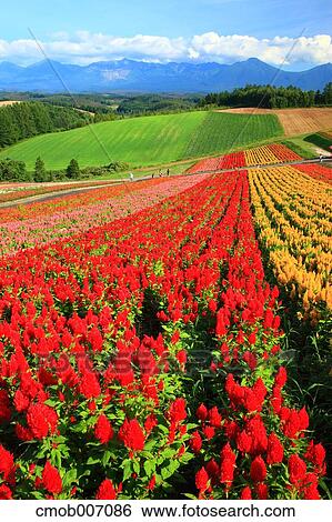 Flower field in the countryside, Hokkaido View Large Photo Image Stock Photograph - Flower field in the countryside, Hokkaido. Fotosearch