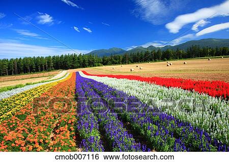 Flower field in the countryside, Hokkaido View Large Photo Image Stock Photograph - Flower field in the countryside, Hokkaido. Fotosearch