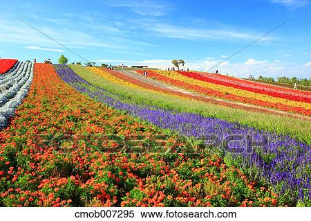 Flower field in the countryside, Hokkaido View Large Photo Image Stock Photography - Flower field in the countryside, Hokkaido. Fotosearch