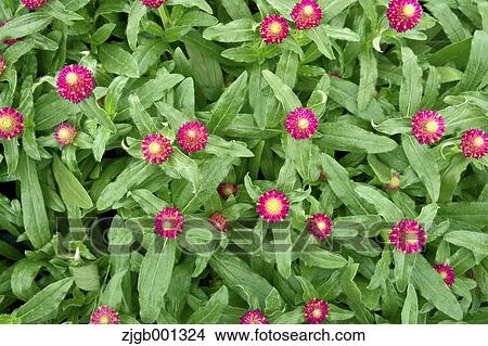 Picture - Flowerbed. Fotosearch