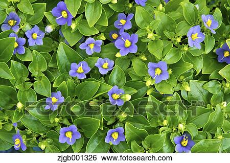 Stock Photograph - Flowerbed. Fotosearch