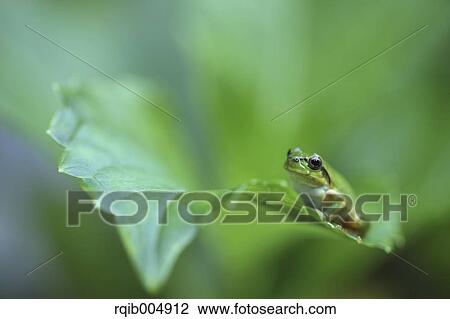 Stock Image - Frog on morning glory leaf. Fotosearch