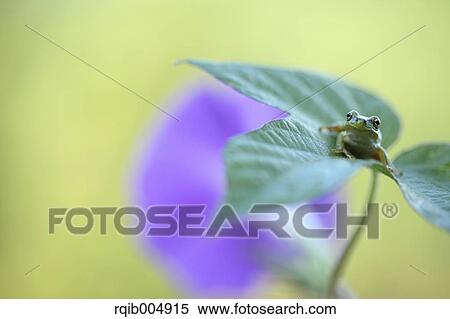 Frog on morning glory leaf View Large Photo Image Stock Photography - Frog on morning glory leaf. Fotosearch