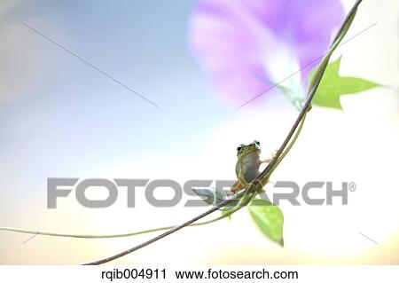 Frog on morning glory View Large Photo Image Stock Image - Frog on morning glory. Fotosearch