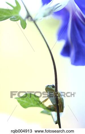 Frog on morning glory View Large Photo Image Stock Image - Frog on morning glory. Fotosearch