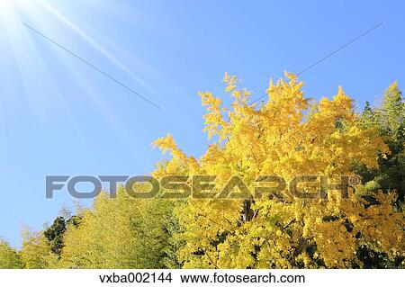 Ginkgo biloba and sky View Large Photo Image Picture - Ginkgo biloba and sky. Fotosearch