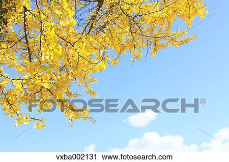 Stock Image - Ginkgo biloba and sky. Fotosearch