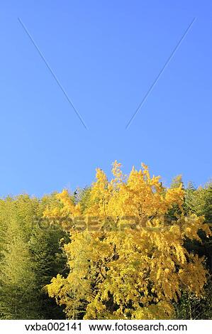 Ginkgo biloba and sky View Large Photo Image Stock Image - Ginkgo biloba and sky. Fotosearch