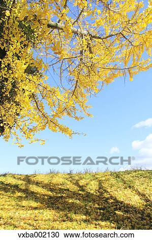 Ginkgo biloba grassland and sky View Large Photo Image Stock Image - Ginkgo biloba grassland and sky. Fotosearch