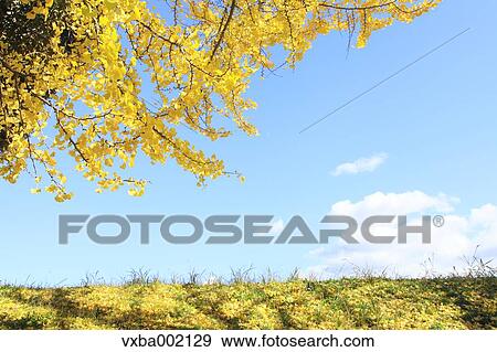 Ginkgo biloba grassland and sky View Large Photo Image Stock Photo - Ginkgo biloba grassland and sky. Fotosearch
