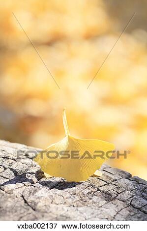 Ginkgo leaf on tree stump View Large Photo Image Stock Photo - Ginkgo leaf on tree stump. Fotosearch