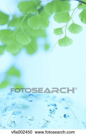 Green leaves View Large Photo Image Stock Image - Green leaves. Fotosearch