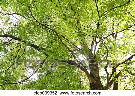 Green maple tree View Large Photo Image Stock Image - Green maple tree. Fotosearch