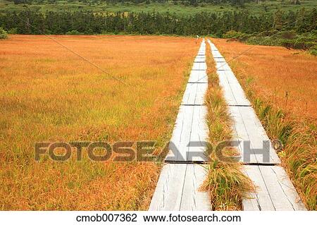Stock Image - Hachiman wetlands, Iwate Prefecture. Fotosearch