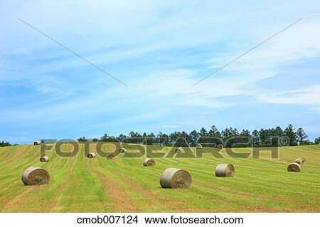 Hay bales and sky, Hokkaido View Large Photo Image Picture - Hay bales and sky, Hokkaido. Fotosearch