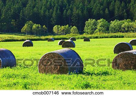 Hay bales, Hokkaido View Large Photo Image Stock Photograph - Hay bales, Hokkaido. Fotosearch