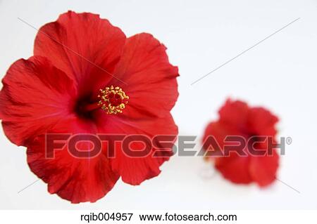 Stock Photo - Hibiscus. Fotosearch