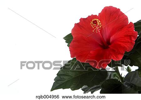 Stock Photograph - Hibiscus. Fotosearch