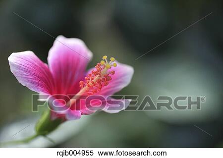 Hibiscus View Large Photo Image Stock Photography - Hibiscus. Fotosearch