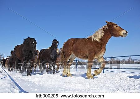 Stock Photography - Horses in the snow, Hokkaido. Fotosearch