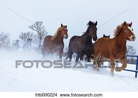 Picture - Horses running in the snow, Hokkaido. Fotosearch
