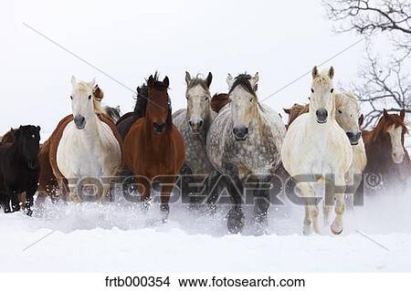 Picture - Horses running in the snow, Hokkaido. Fotosearch