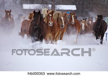Horses running in the snow, Hokkaido View Large Photo Image Stock Image - Horses running in the snow, Hokkaido. Fotosearch