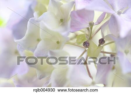 Stock Image - Hydrangea. Fotosearch