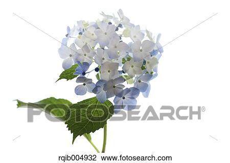 Hydrangea View Large Photo Image Stock Image - Hydrangea. Fotosearch