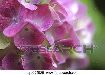Hydrangea View Large Photo Image Stock Photograph - Hydrangea. Fotosearch