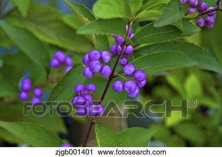 Japanese beautyberries View Large Photo Image Stock Image - Japanese beautyberries. Fotosearch