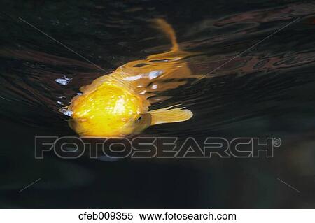 Stock Photography - Japanese carp. Fotosearch