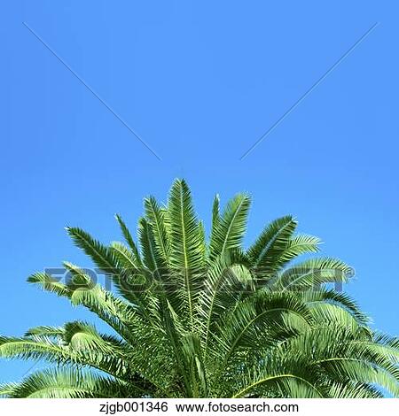 Japanese sago palm tree and sky View Large Photo Image Stock Photograph - Japanese sago palm tree and sky. Fotosearch