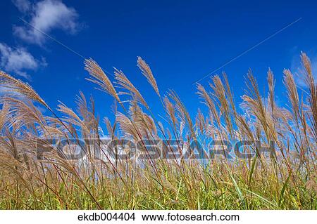 Japanese silver grass and sky View Large Photo Image Picture - Japanese silver grass and sky. Fotosearch