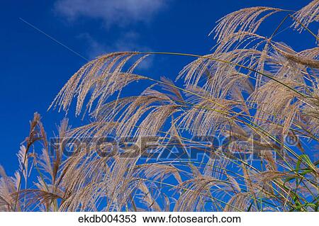 Japanese silver grass and sky View Large Photo Image Stock Image - Japanese silver grass and sky. Fotosearch