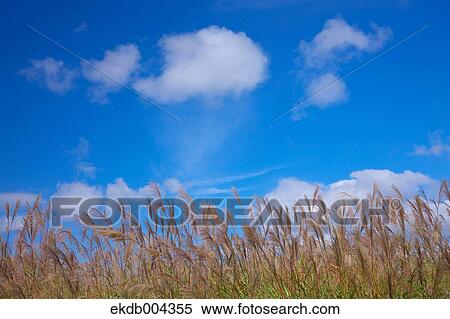 Stock Photography - Japanese silver grass and sky. Fotosearch