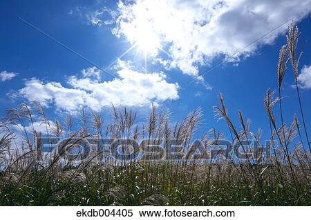 Japanese silver grass and sky View Large Photo Image Stock Photography - Japanese silver grass and sky. Fotosearch