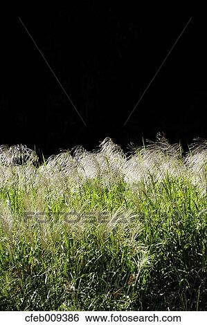 Stock Photograph - Japanese silver grass. Fotosearch