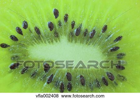 Kiwi View Large Photo Image Stock Photo - Kiwi. Fotosearch