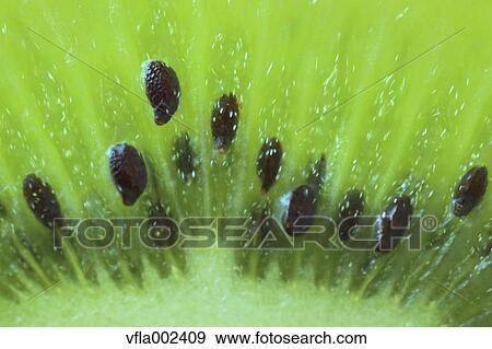 Stock Photo - Kiwi. Fotosearch