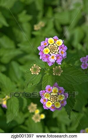 Lantana flowers View Large Photo Image Stock Photo - Lantana flowers. Fotosearch