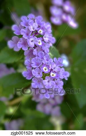 Lantana View Large Photo Image Stock Photography - Lantana. Fotosearch