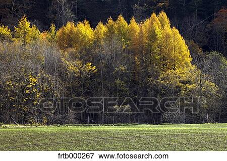 Stock Photo - Larch trees in Autumn, Hokkaido. Fotosearch