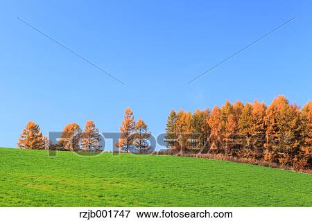 Larch trees on grassland and sky, Hokkaido View Large Photo Image Stock Photo - Larch trees on grassland and sky, Hokkaido. Fotosearch