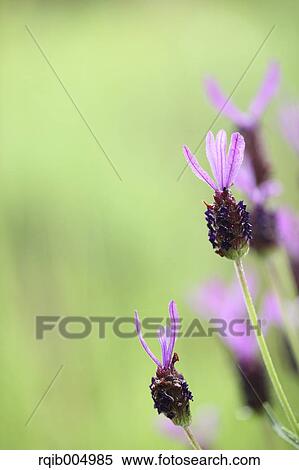Lavender View Large Photo Image Stock Photography - Lavender. Fotosearch