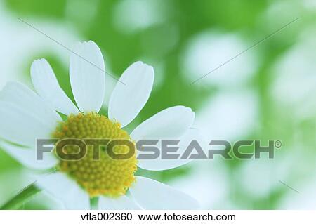 Lawn daisy View Large Photo Image Stock Image - Lawn daisy. Fotosearch