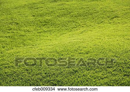 Lawn View Large Photo Image Picture - Lawn. Fotosearch